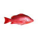 Red Snapper