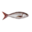 White Snapper