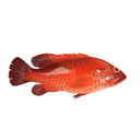 Red Grouper