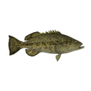 Grag Grouper