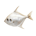 White Pomfret