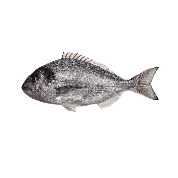 Sea Bream