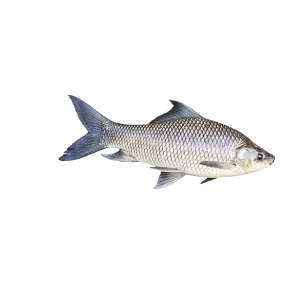 Rohu Fish