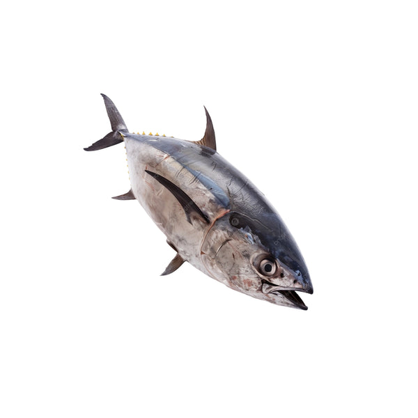 Tuna Fish (Whole)