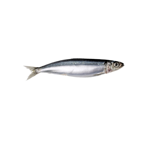 Sardine