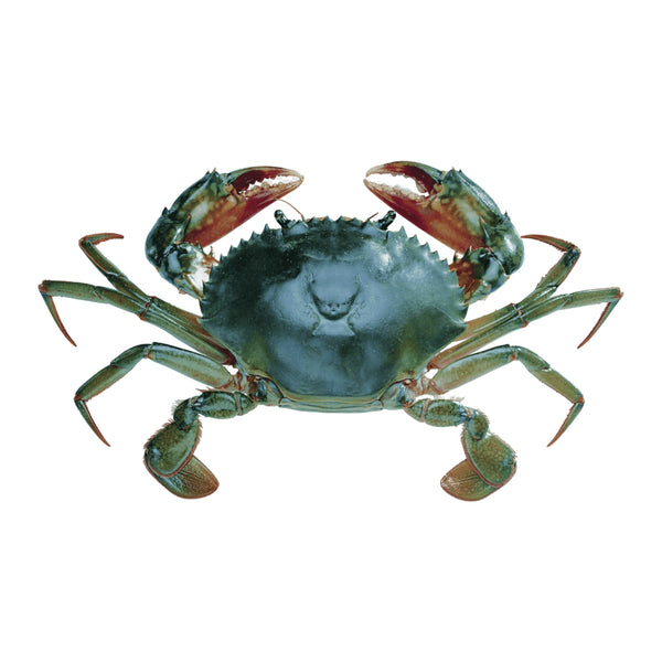 Blue Crab