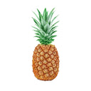 Pineapple Gold 1 EA