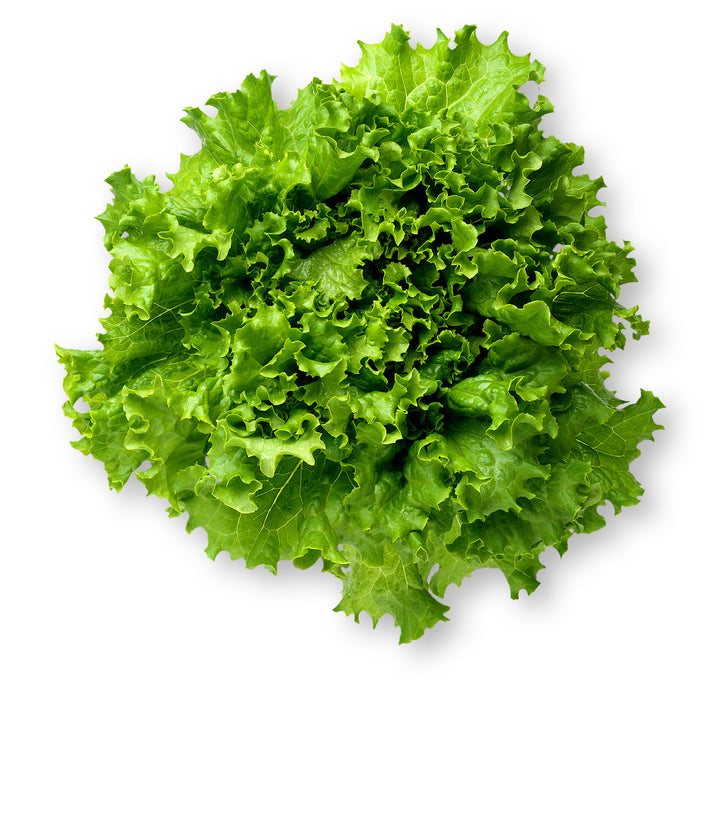 Green leaf lettuce 1 bunch
