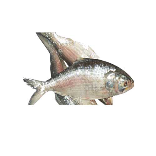 Ilish Fry Cut