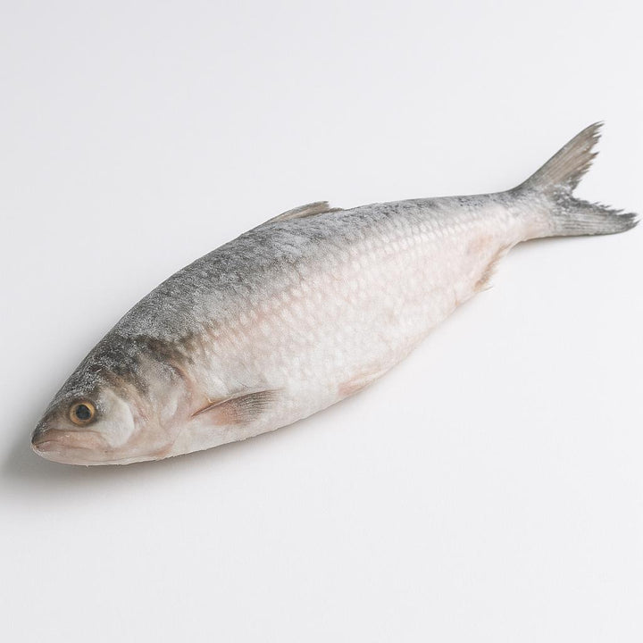 Hilsa Whole (Frozen)
