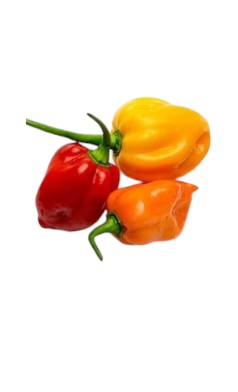 Habanero pepper sold per lb